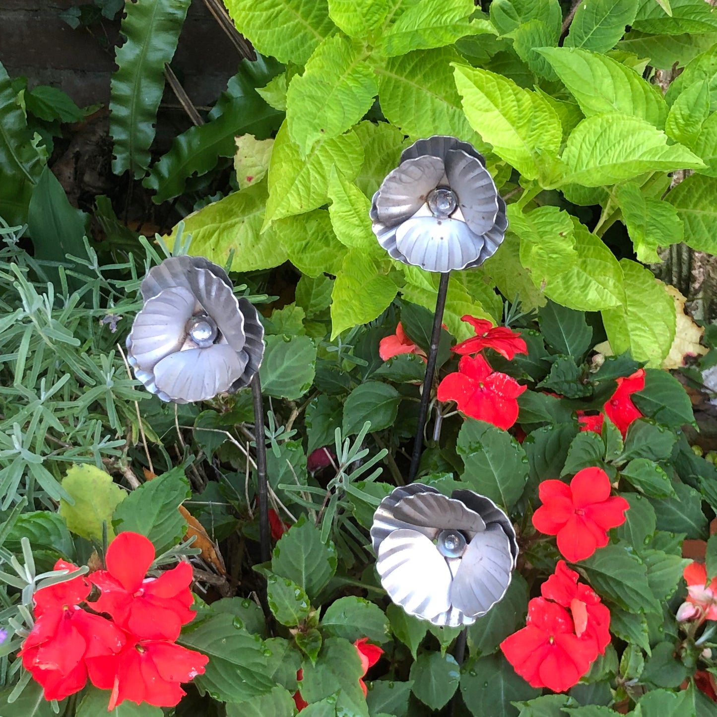 3 ornamental garden poppies front view