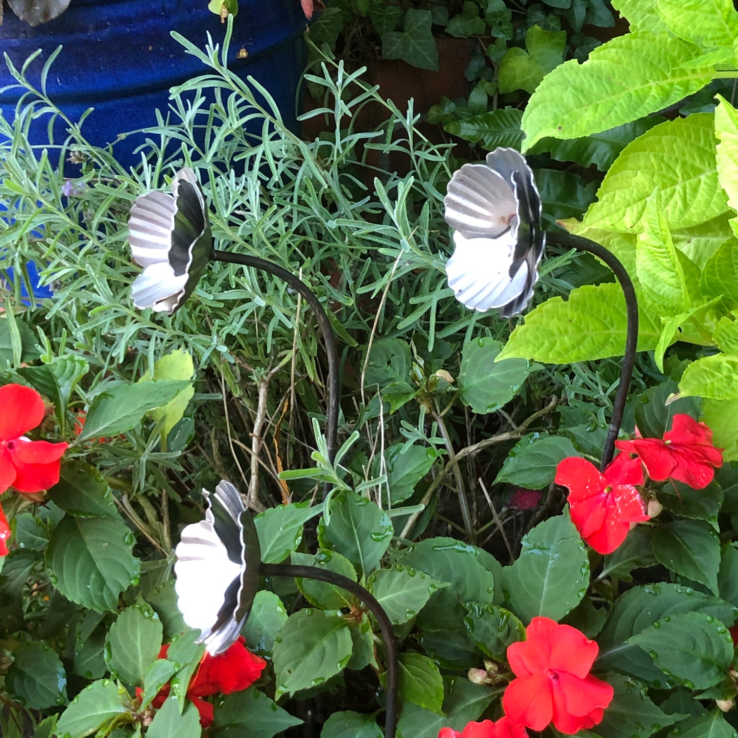 3 ornamental garden poppies side view