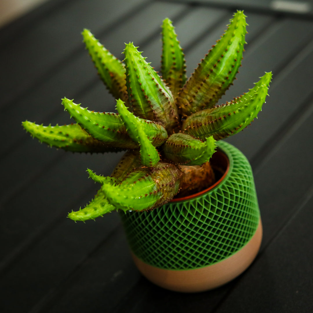Small 3D Printed Plant Pot