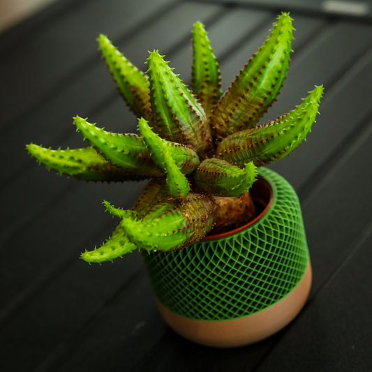 Small 3D Printed Plant Pot