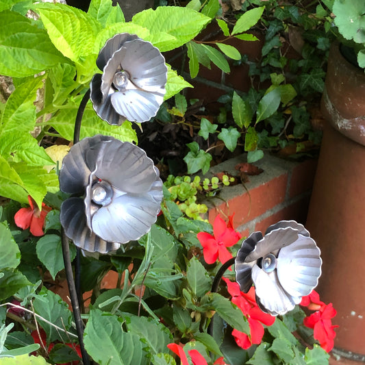 3 ornamental garden poppies